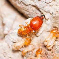 If you're battling a pest infestation like rodents, centipedes, or termites kilauea pest control can help. Services