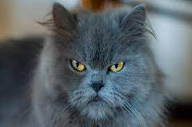 Are Grumpy Cats Really So Grumpy Study Suggests Selective Breeding May Have Impacted Cats Ability To Clearly Express Themselves Nottingham Trent University