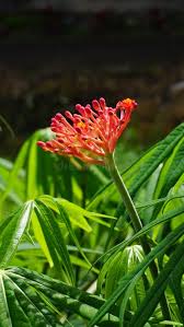 Image result for Jatropha multifida