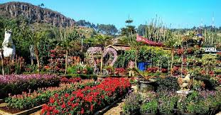 Bangganya, indonesia juga punya taman bunga yang gak kalah indahnya dengan yang ada di luar. Terpikat Keindahan Taman Bunga Begonia Di Bandung Berwarna Warni Instagramable