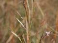 Image result for Andropogon fastigiatus