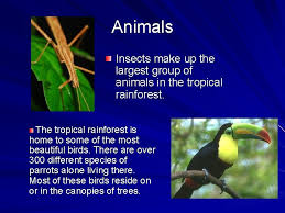 They live in rainforest, swamps and cloud forest. The Tropical Rainforest Biome Climate The Average Temperature