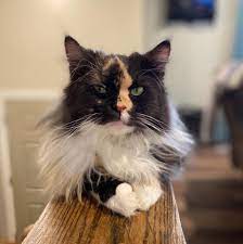 Waystone Maine Coon Home Facebook