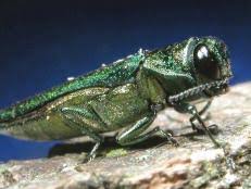 Maybe you would like to learn more about one of these? Q A Eastern Lubber Grasshopper Hgtv