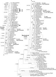 Image result for Centrostigma occultans