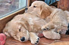 Beautiful golden retriever puppies for sale. Harborview Golden Retrievers Golden Retrievers Puppies Breeders Pa