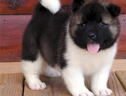 The akita inu is considered a national dog of japan and is one of seven breeds designated as a natural monument. Akita Puppies For Sale California Sacramento 283791 Akita Puppies We Have Welcomed Litter Of Puppies T In 2021 Akita Puppies For Sale Akita Puppies Puppies For Sale