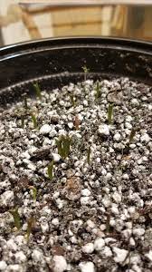 The cactus is commonly referred to as a peruvian apple cactus or simply apple cactus. First Time Growing Cactus From Seed Peruvian Apple Cactus But I Didnt Microwave The Soil To Kill Bacteria Should I Be Worried Thanks Cactus