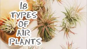 The tillandsia with the big bloom this is all about pink quill plant care. Air Plants Biology And Diversity Youtube