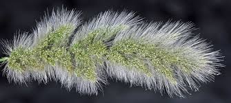 Image result for Polypogon