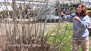 When and how to prune butterfly bushes pruning butterfly bushes is easy. How To Cut Back Your Butterfly Bush In Early Spring Youtube