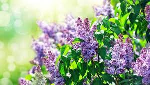 Fragrant Plants Outdoors Indoor Most For Containers Full Sun Bless My Weeds Plants Fragrant Plant Lilac Bushes