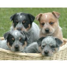 Get your happy doggie here! Registered Dog Breeders Australia