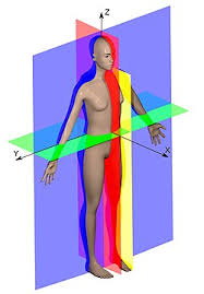 Hur skelett, leder och muskler hänger ihop visas i de anatomiska animationerna. Anatomiske Retningsbeskrivelser Wikipedia