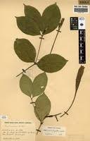 Image result for Rothmannia longiflora