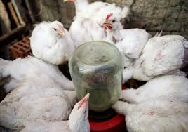 Check spelling or type a new query. 9 Easy To Build Chicken Watering Stations Homesteading