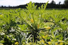 Take a look at the amazing health benefits of zucchini, a summer squash that looks like a cucumber. Zucchini Nutrition Facts And Health Benefits Nutrition And Innovation