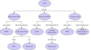 Methodical Protein Synthesis Flow Chart Worksheet Answers