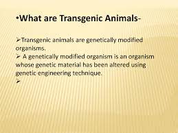 Presentation On Transgenic Animals Powerpoint Slides
