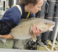 CFER Progress Report