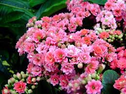 Todo Sobre El Kalanchoe Blossfeldiana