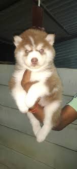 Sri Kaala Bhairava Dog Kennal in Keshapur,Nizamabad - Best Dog Grooming  Services near me in Nizamabad - Justdial