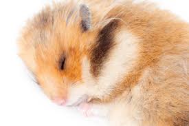 More images for how to stop hamster biting cage » My Hamster Bit Me What Can I Do To Help Them Stop Small Pet Select