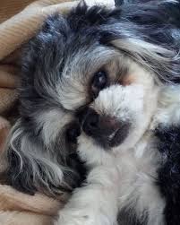 My Shih Tzu Girl Cali Shihtzu Shitzu Puppies Puppies Funny Shih Tzu
