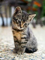 Maybe you would like to learn more about one of these? 8 Best Grey Tabby Kittens Ideas Kittens Grey Tabby Kittens Kittens Cutest