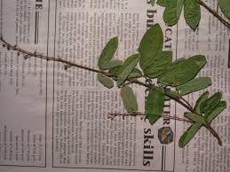 Image result for Desmodium incanum