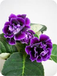 Pin On Wedding Flowers And Bouquets