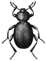 These very large beetles are in the genus dynastes, which is found throughout the americas. Pinacate Beetle Wikipedia