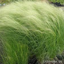 Zartes Federgras Stipa Tenuissima Pony Tails Ebay Federgras Gras Ziergras