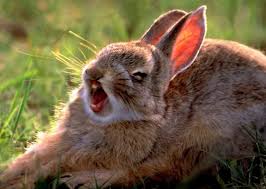 Cottontail Rabbit Photo By Jim Brandenburg Animals Brandenburg Animal Pictures