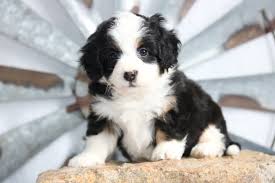Apri, akc or ckc registered. Merle Tri Mini Bernedoodle Puppies For Sale Keiraandzues