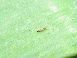 Image result for Onion Thrips