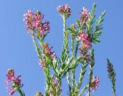 Image result for Freylinia