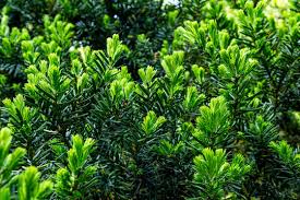 Image result for Podocarpaceae