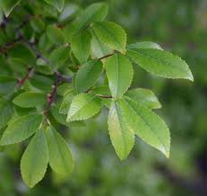 Image result for Ulmus parvifolia