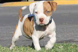 Pitbull Cute Pitbull Puppies Pitbull Puppies Puppy Pictures