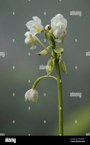 Image result for Eulophia galeoloides