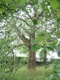 Image result for Populus ×  canescens