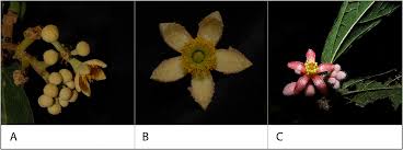 Image result for Grewia mildbraedii