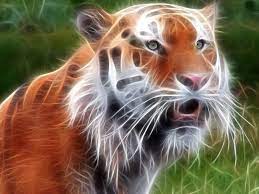 Pin On Animals Wallpapers
