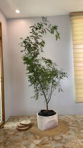 Image result for Murraya paniculata