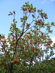 Image result for Greyia