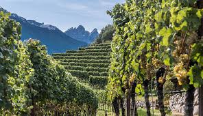 Alla scoperta dei vini bianchi del Trentino: storia, terroir e tradizione -  FRATELLI MAZZA