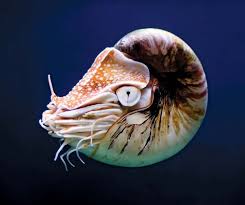 Image result for Cephalophis