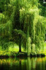 See full list on thespruce.com Pin By Teresa Walker Schwarz On Our House Tree Photography Nature Tree Beautiful Tree