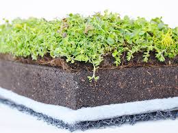 Futzing around with plants in the sun helps us to reconnect with the glories of the natural world that we've become increasingly isolated from. How To Build A Roof Garden Myrooff Com